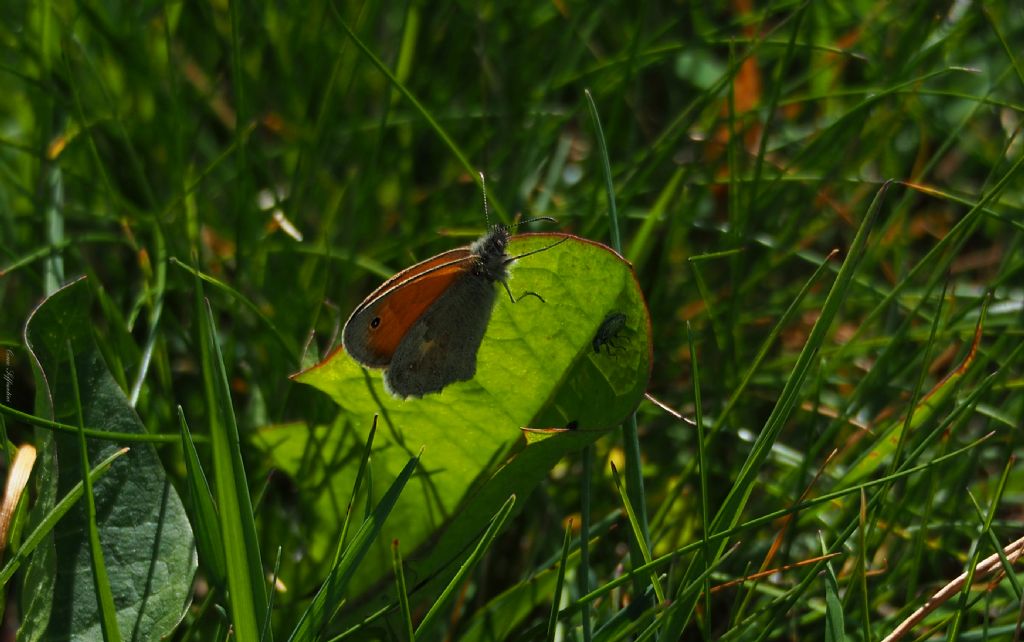 Farfalla da identificare - Coenonympha pamphilus, Nymphalidae